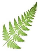 Osmunda Consulting Logo